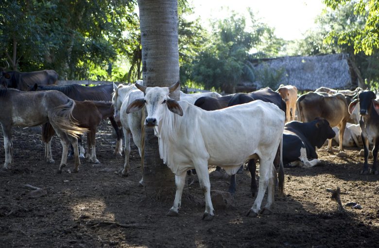 White cow photographed inside the livestock corral on Ometepe farm, Nicaragua.